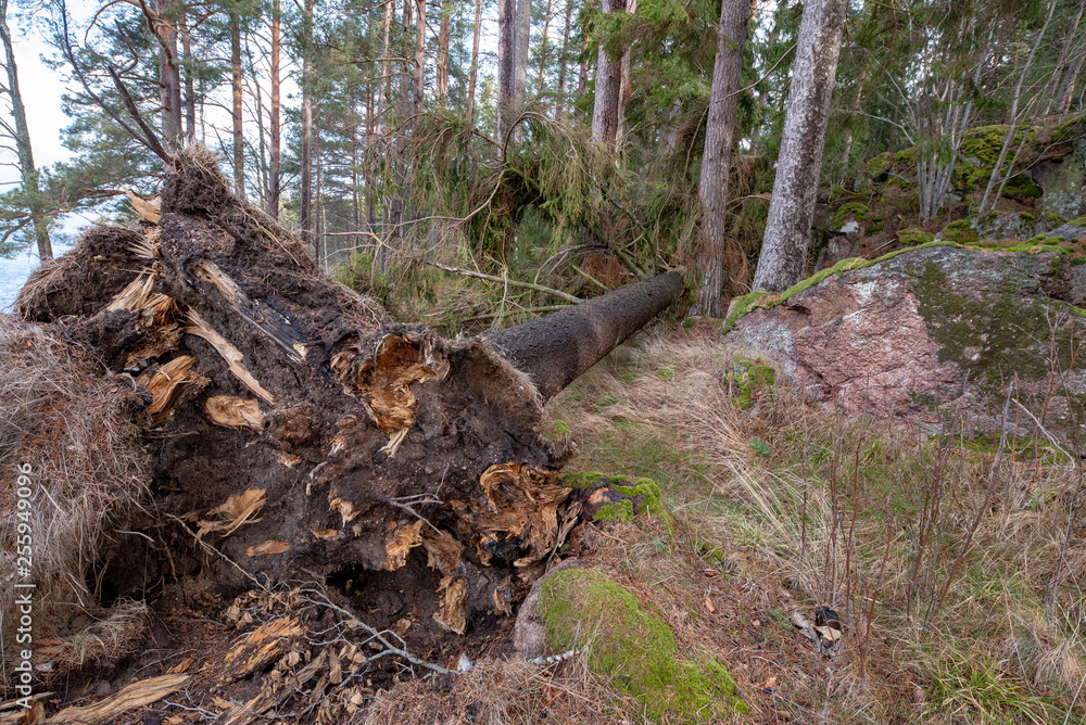 windfall with roots in a swedish forest windfall with roots in a swedish forest