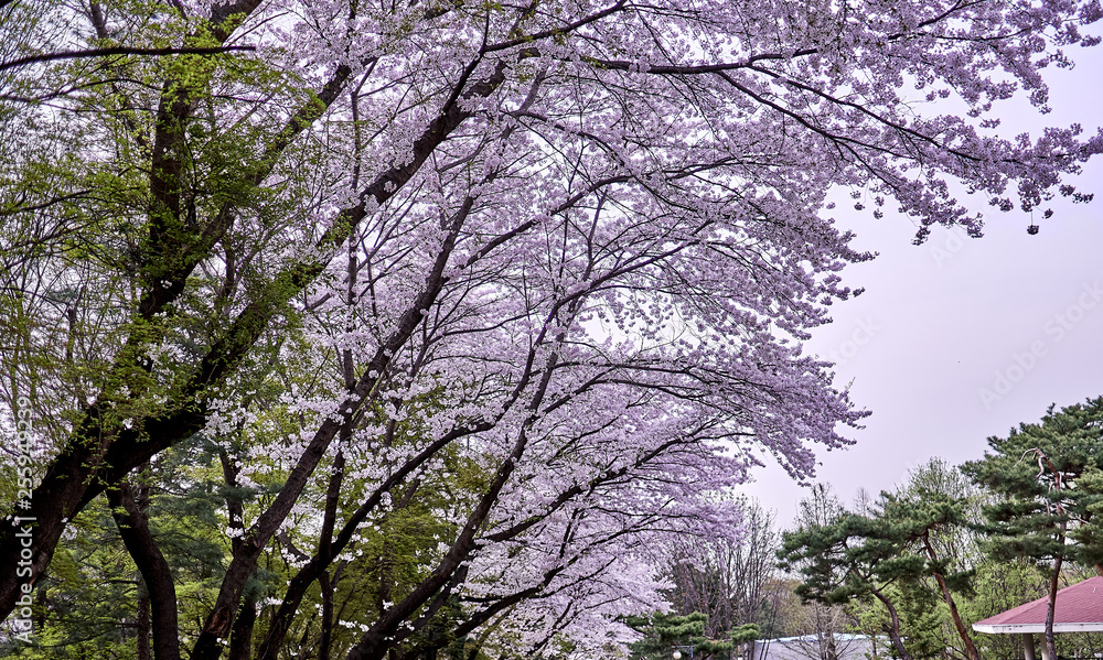 Mixture of green and pink cherry blossom flowers blooming on the trees in spring. Mixture of green and pink cherry blossom flowers blooming on the trees in spring.
