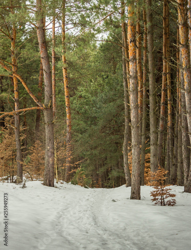 Szlakiem Orlich Gniazd (Mirów) photo