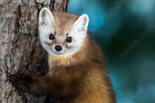 American Marten - Martes americana, climbing a pine tree trunk, making eye contact.  Background is bokeh of skylight through the forest. photo