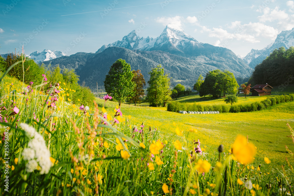 Idyllic mountain scenery in the Alps with blooming meadows in springtime