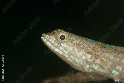 Fototapeta Naklejka Na Ścianę i Meble -  Reef lizardfish Synodus variegatus