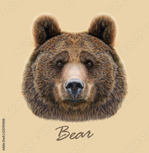 Bear wild animal face. Grizzly cute brown bear head portrait. Realistic fur portrait of brown large bear isolated on beige background. 