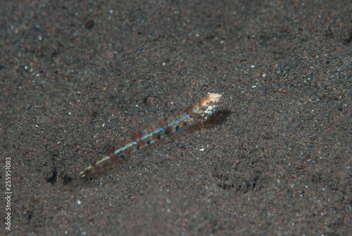 Reef lizardfish Synodus variegatus