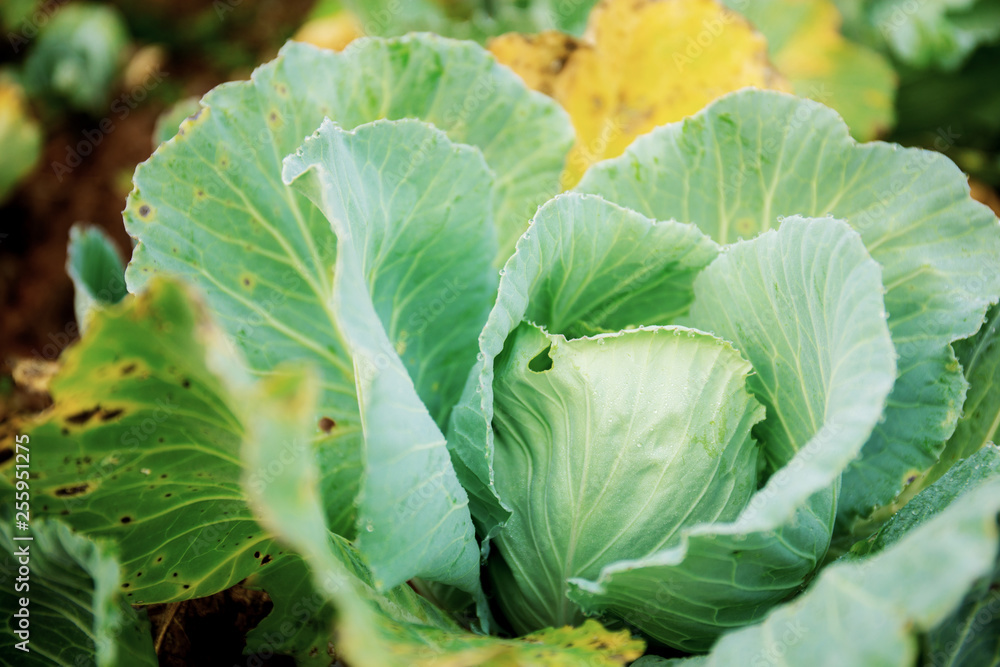 Cabbage growing in farm. Cabbage growing in farm.