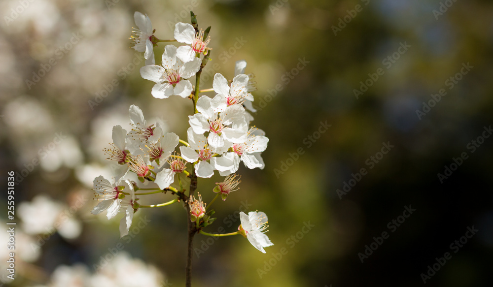Flowering tree in the early spring Flowering tree in the early spring