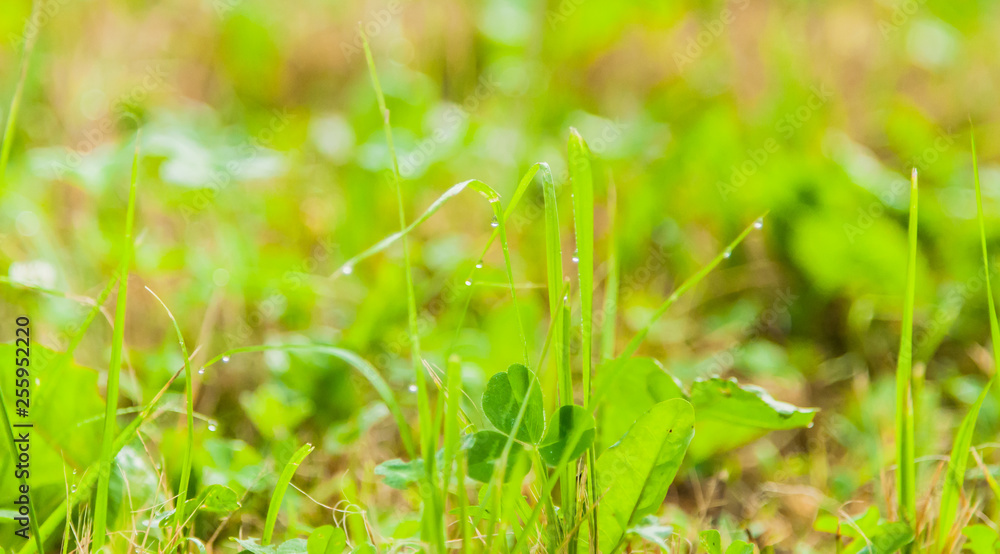 A fresh meadow after rain with water drops on the blades of grass A fresh meadow after rain with water drops on the blades of grass