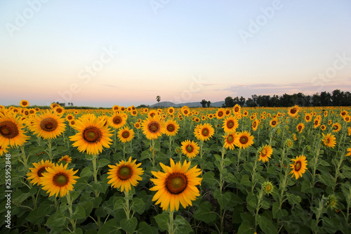 beautiful sunflower field in the morning