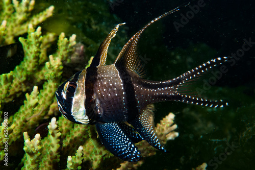 Banggai Cardinalfish Pterapogon kauderni