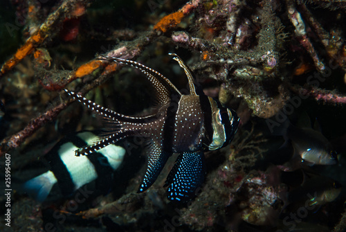 Banggai Cardinalfish Pterapogon kauderni