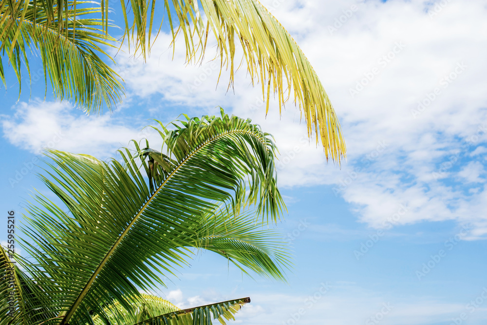 Coconut leaves on sky.