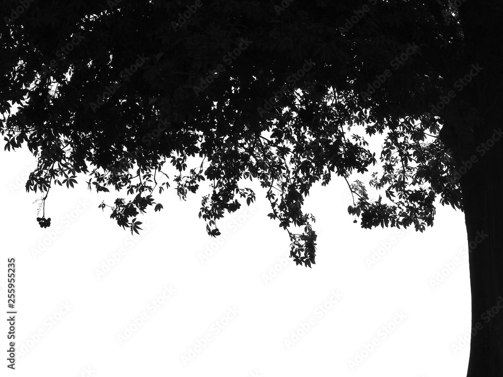 silhouette leaf tree silhouette leaf tree