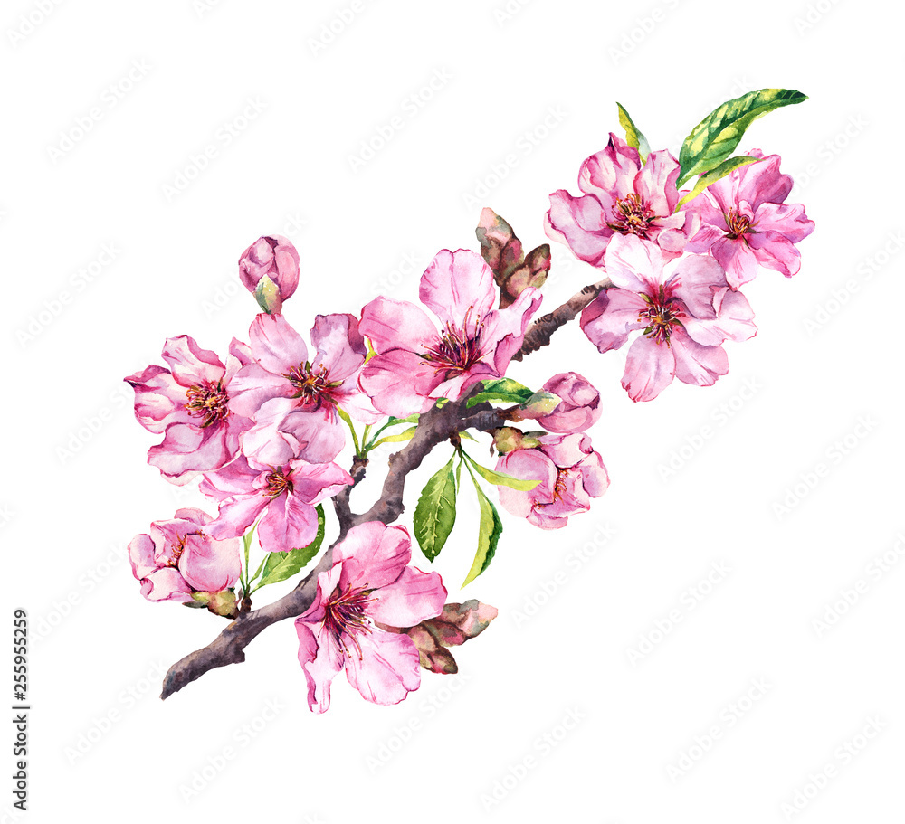 Pink apple flowers, sakura, almond flowers. Watercolor flowering branch