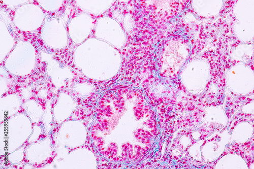 Concept of Education anatomy and Human lung tissue under microscope, The lungs is organs of the respiratory system in humans.