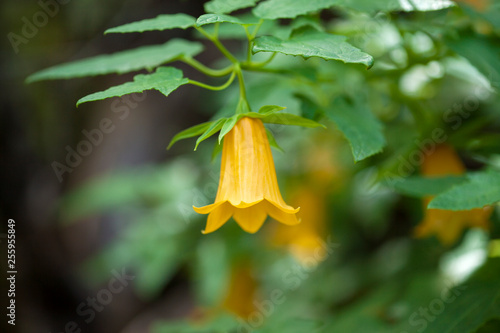 Canvastavla flora of Gran Canaria - Canarina canariensis