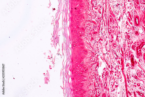 Education anatomy and Histological sample Elastic cartilage Tisue under the microscope. photo