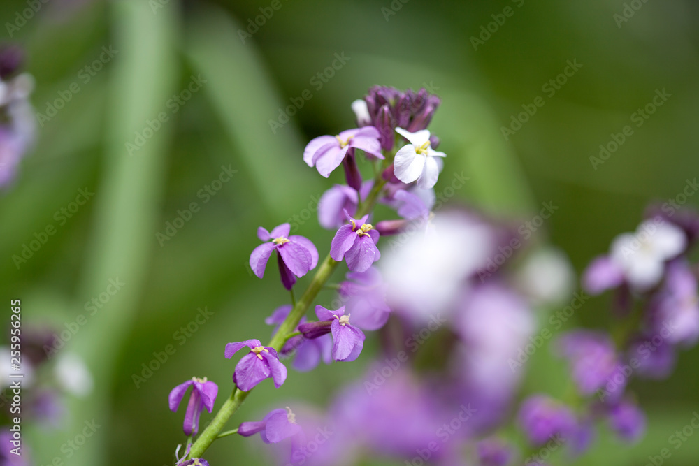 flora of Gran Canaria - Erysimum albescens flora of Gran Canaria - Erysimum albescens