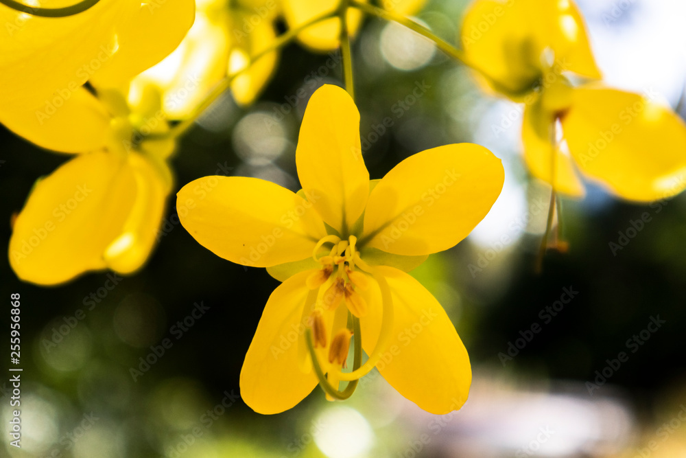 Fototapeta premium flower-yellow