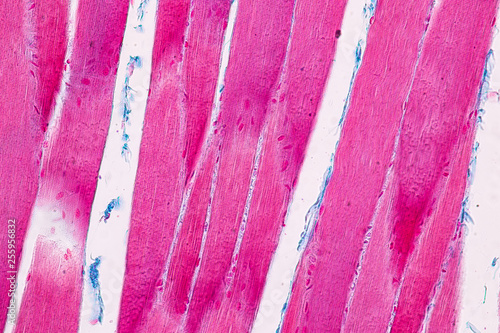 Education anatomy and Histological sample Striated (Skeletal) muscle of mammal Tissue under the microscope. photo