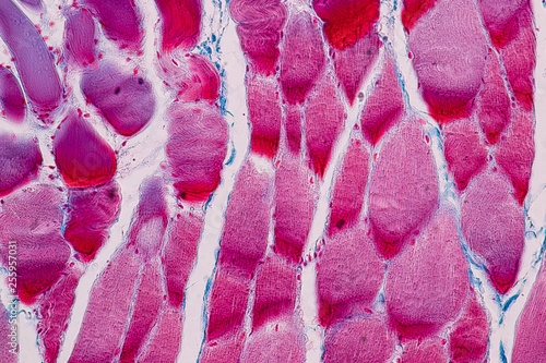 Education anatomy and Histological sample Striated (Skeletal) muscle of mammal Tissue under the microscope.