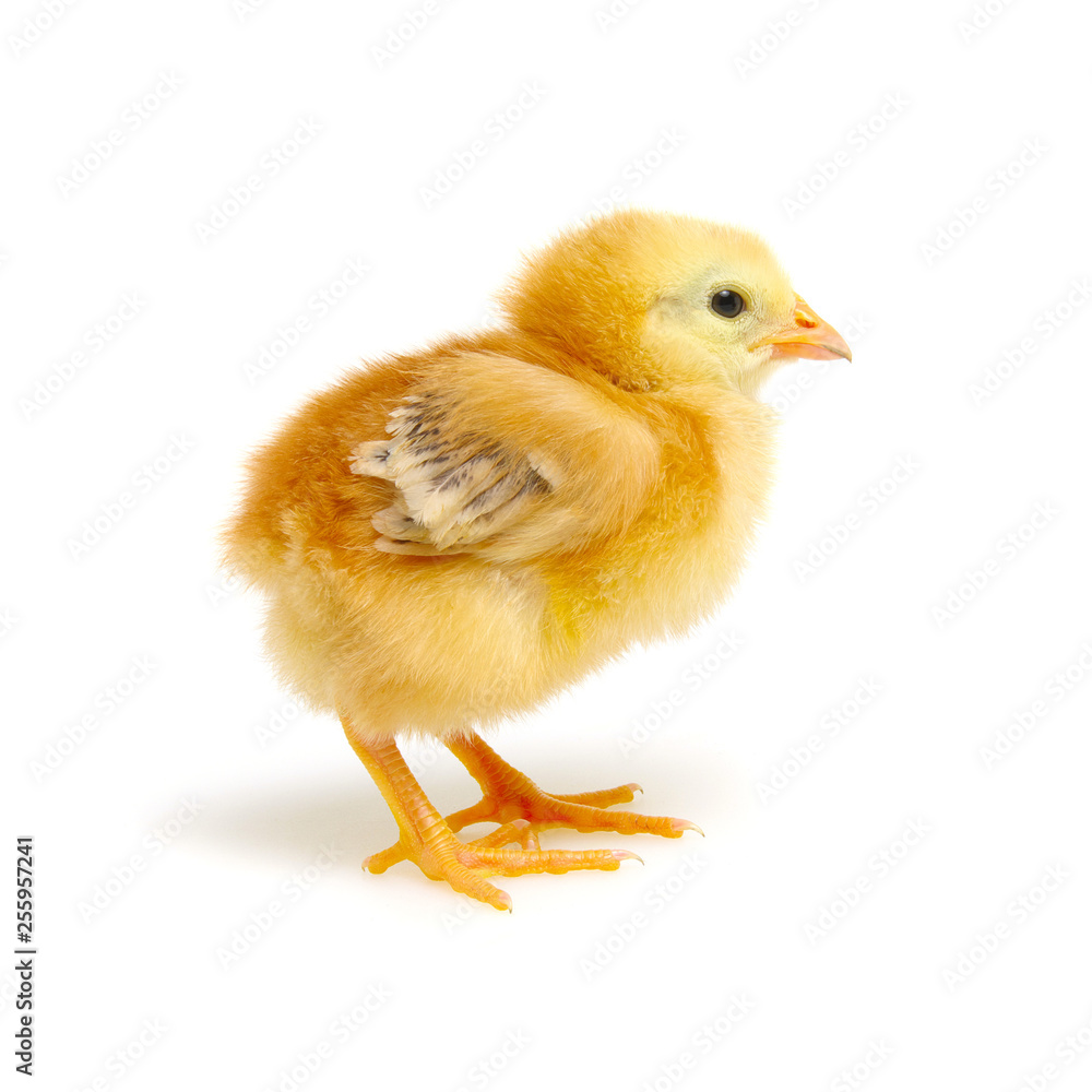 Obraz premium Chick isolated on white