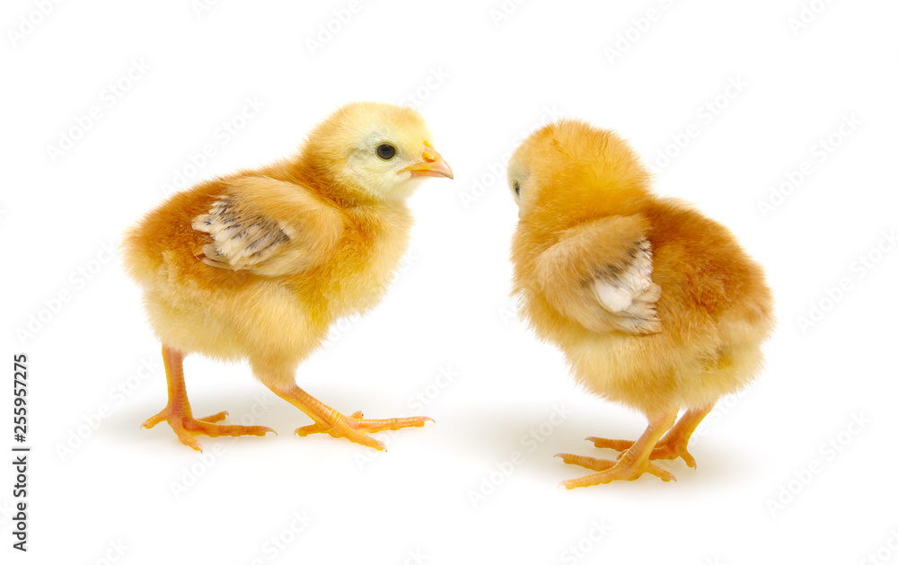Chicks isolated on white Chicks isolated on white