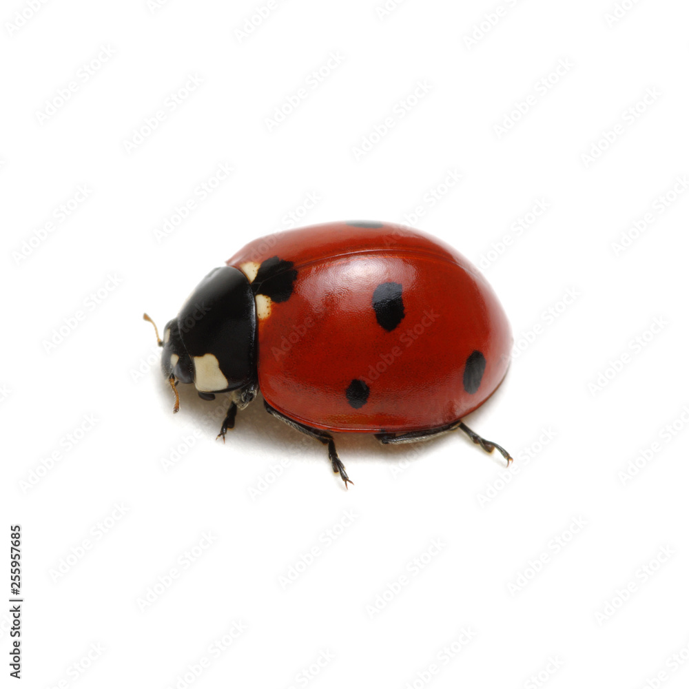 Ladybug isolated on white Ladybug isolated on white