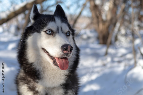 Siberian husky dogs smiling with out tongue. Dog husky with blue eyes.
