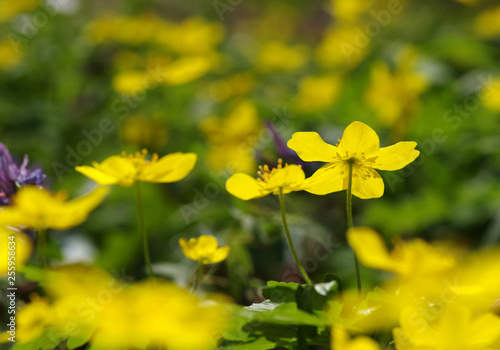 field of spring flowers