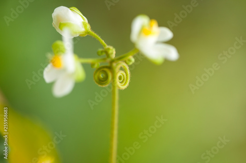 flora of Gran Canaria - Cardiospermum grandiflorum photo