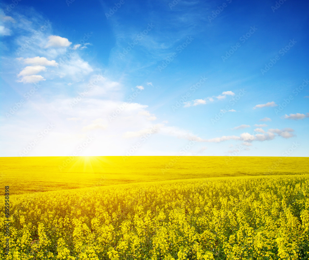 golden field of flowering rapeseed