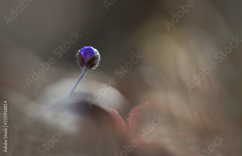 Blue anemone flowers in spring on a forest glade in the rays of light in golden and brown tones macro with a soft focus. Spring background. Magical delightful artistic image.Macro nature photography. © Zelma