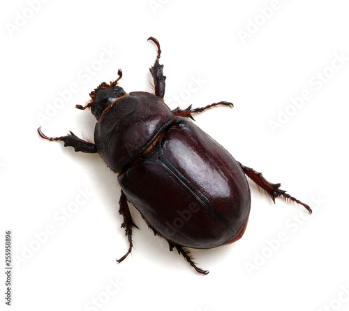 Beetle isolated on white © Alekss