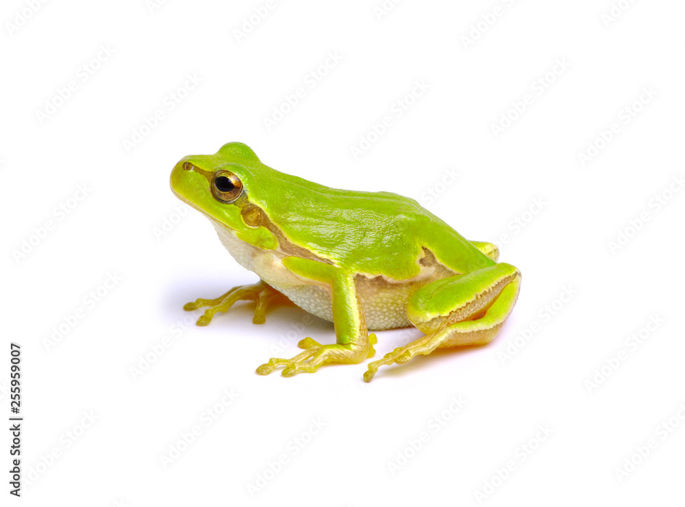 Obraz premium Green tree frog