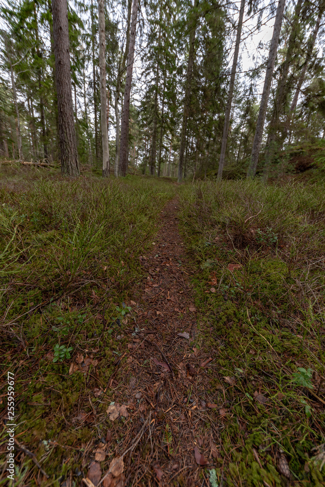 trail through a swedish forest in spring trail through a swedish forest in spring