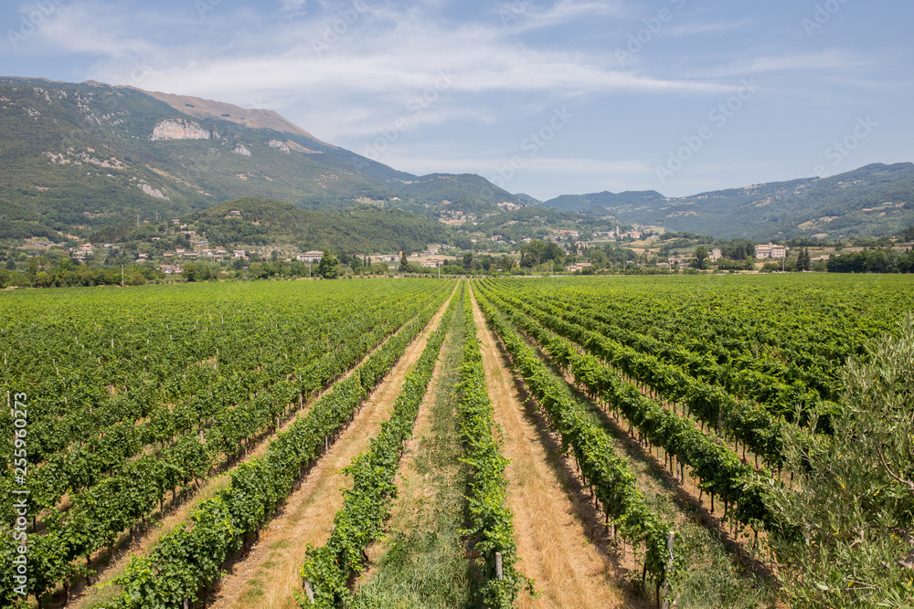 Vineyards on the hills of Valpolicella