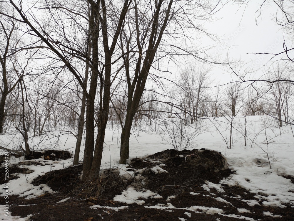 Forest in early spring. Winter landscape, trees among dirty snow Forest in early spring. Winter landscape, trees among dirty snow
