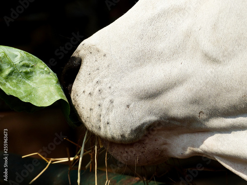 Nose of the cow closeup