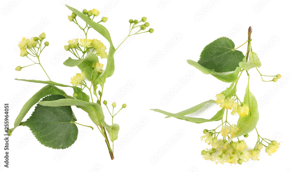 Linden flowers isolated on white background, top view Linden flowers isolated on white background, top view