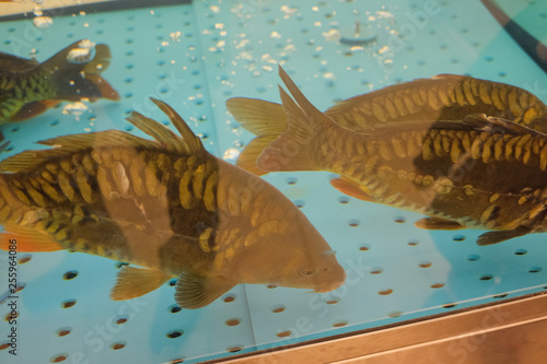 Carps in the hypermarket aquarium swim