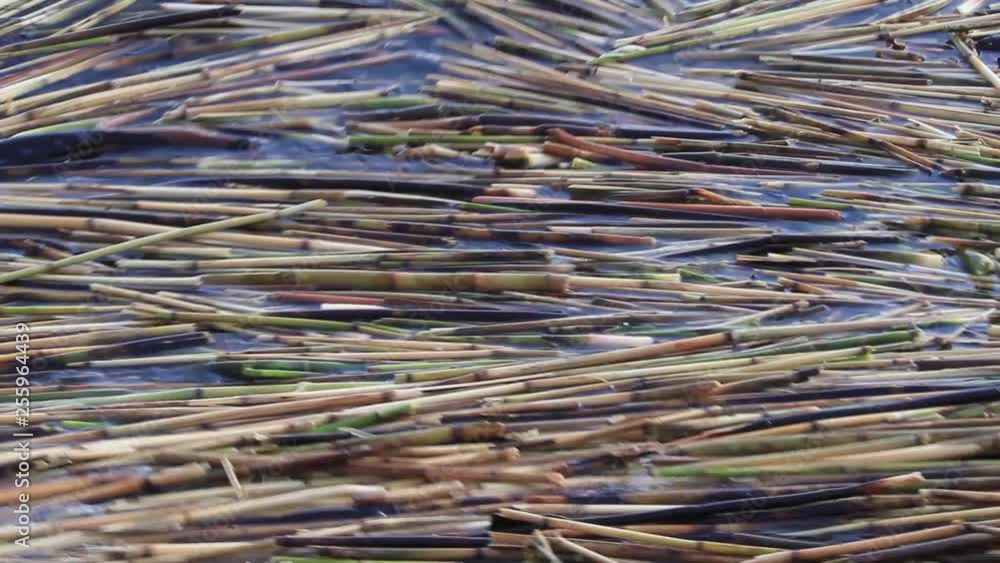 dense layer of reeds rocked off a wave in the river dense layer of reeds rocked off a wave in the river