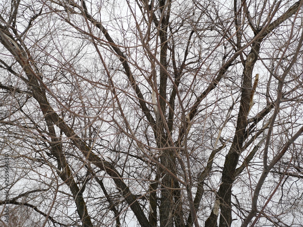 Black tree branches in the Northern winter empty landscape in the North