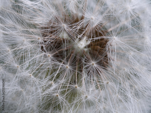 dandelion in close up