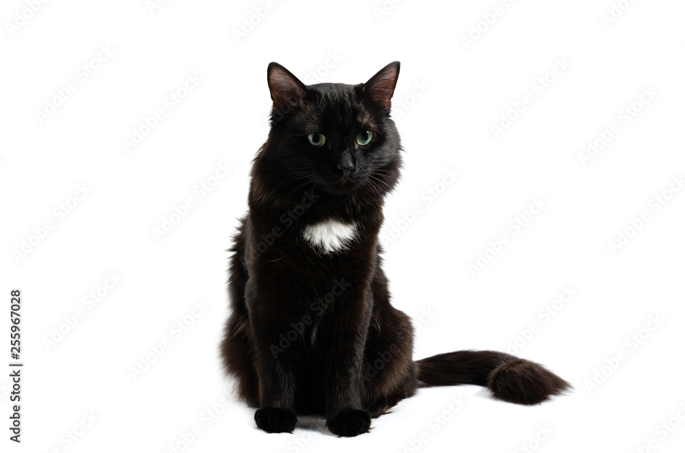 Sessile black, beautiful cat on white isolate background.
