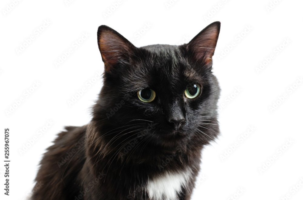 Sessile black, beautiful cat on white isolate background.