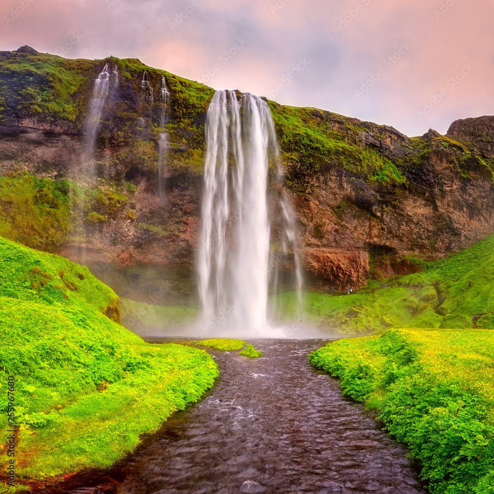 Fototapeta premium Seljalandsfoss waterfall in Iceland at sunset, amazing summer landscape with green flowering meadow and falling water from the cliff, travel background, popular tourist attraction