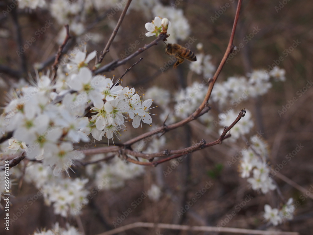 albero dai fiori bianchi, fiori bianchi albero dai fiori bianchi, fiori bianchi