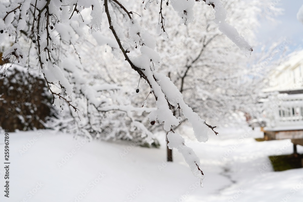Snow covered trees and branches/ Winter postcard, selective focus