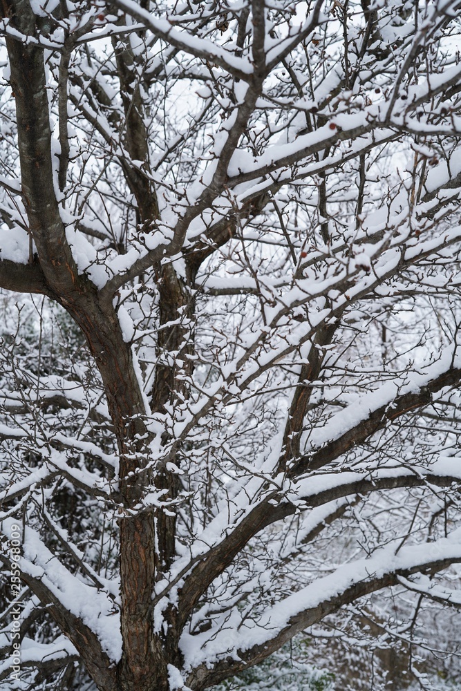 Snow covered trees and branches/ Winter postcard, selective focus Snow covered trees and branches/ Winter postcard, selective focus