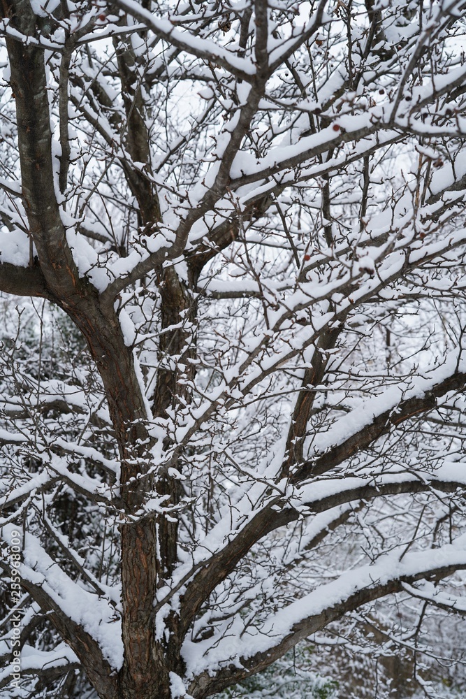 Snow covered trees and branches/ Winter postcard, selective focus